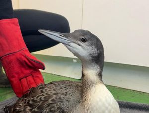 Supporting image for story: 'Diver' duck returns to the skies after Shropshire garden crash landing