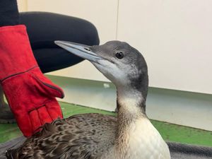 Supporting image for story: 'Diver' duck returns to the skies after Shropshire garden crash landing