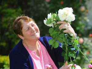 Supporting image for story: Sweet scent of victory for David Austin Roses