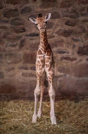 Look who just dropped in! Cameras capture the incredible moment a rare giraffe calf is born at Chester Zoo