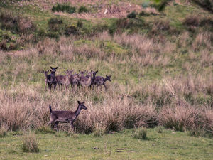 Supporting image for story: Ten-year plan revealed to look after Cannock Chase