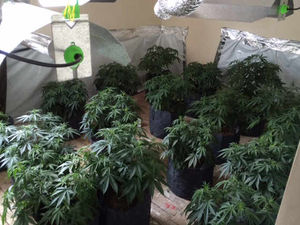 Supporting image for story: Cannabis worth £2 MILLION seized in just two weeks