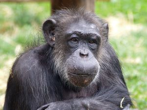 Supporting image for story: Scientists tell life story of ‘beloved’ tea-drinking celebrity chimp