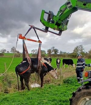 Firefighters carefully secured the cow with an animal rescue harness and straps, while the farmer’s telehandler helped lift the animal to safety. Picture: Amber Watch Wellington