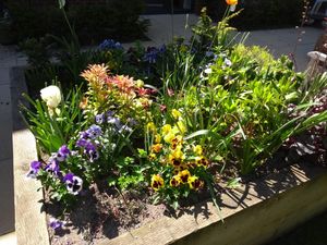 Supporting image for story: Green-fingered residents join in Chelsea Flower Show spirit