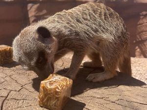 Supporting image for story: Animals keep cool in the Summer heat as Shropshire temperatures soar