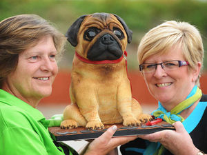 Supporting image for story: Canine or cake? Pug proves cutest on show