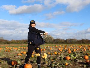 Supporting image for story: Pumpkin smashing fun creates superfood treat for sheep
