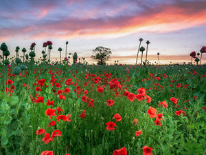 Supporting image for story: Stunning poppy picture captured near Market Drayton claims third prize in international contest