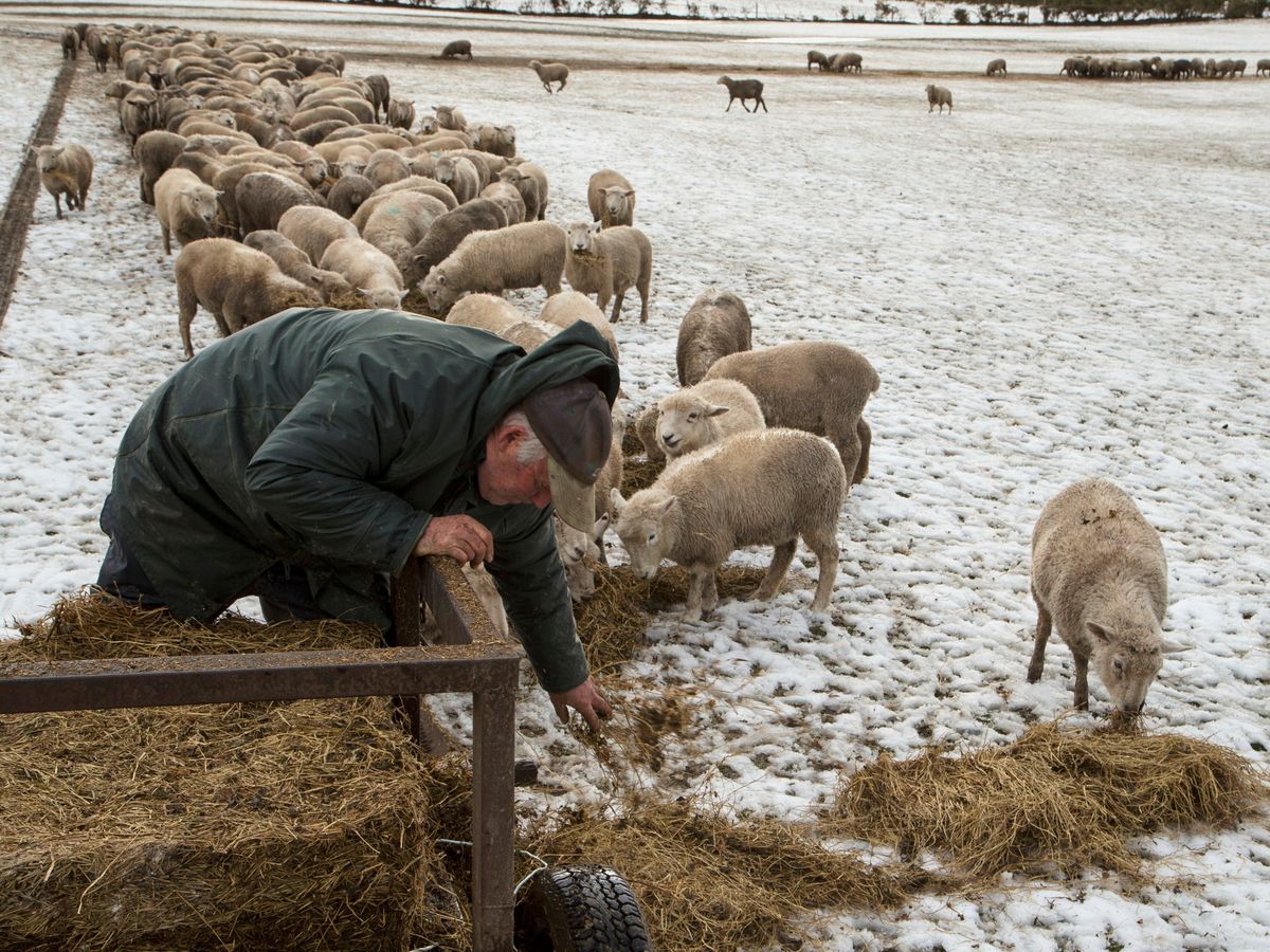 New Zealand still has more sheep than people but humans are catching up