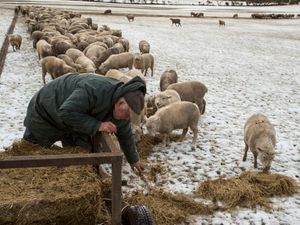 A farmer feeds his sheep on the outskirts of Christchurch, New Zealand