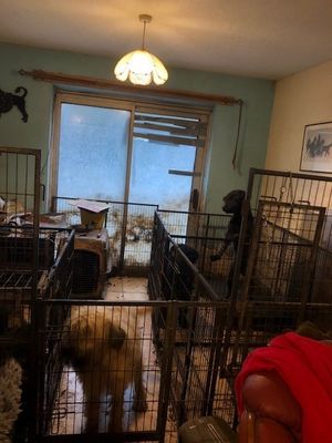 Inside the property. Photo: RSPCA.