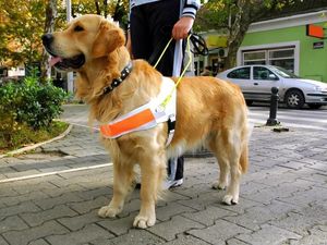 Supporting image for story: Walk around Shrewsbury to show pavement dangers for the disabled