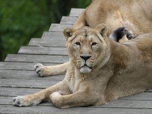 Supporting image for story: Sad farewell to 17-year-old Dudley Zoo lioness Kyra