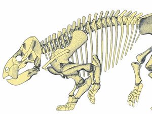 Supporting image for story: Elephant-sized mammal ancestor lived among early dinosaurs