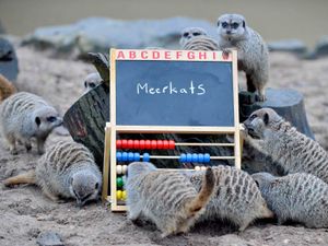 Supporting image for story: Animals captured in Dudley Zoo snaps - with video