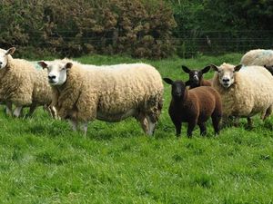 Supporting image for story: NFU Cymru Livestock Board raises concerns about castration and tail docking consultation