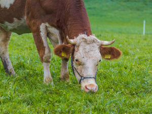 Supporting image for story: Firefighters called to moo-ve cow stuck in canal