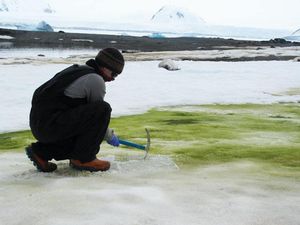 Supporting image for story: Global warming is turning parts of Antarctica green, scientists say
