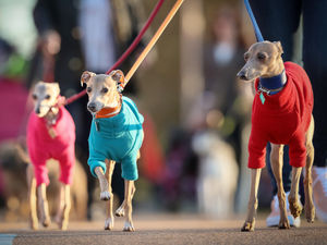 Supporting image for story: Crufts 2018: Full list of arena competitions, displays and times, plus other top events