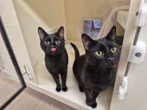 Black cat brother duo Hitchcock and Scully. Picture: RSPCA.