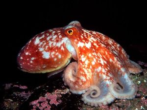 Supporting image for story: Man arrested on suspicion of drug driving claimed he swerved to avoid an octopus