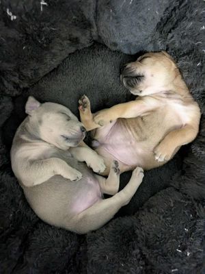 Two of the puppies fast asleep. 