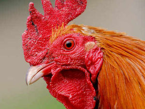 Supporting image for story: Shropshire chicken units could house 300,000 birds