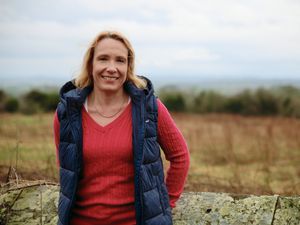 Supporting image for story: Bluetongue virus: MPs warn border livestock restrictions will be catastrophic for English and Welsh farmers