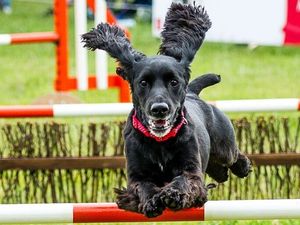 Supporting image for story: Staffordshire County Showground Pet Show hoping to raise £5,000 for charity