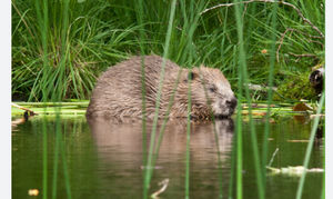 Beavers will soon be welcomed to Craddocks Moss