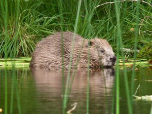 Supporting image for story: Brilliant beavers set to restore Staffordshire bog