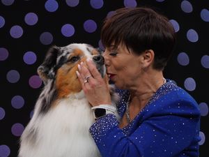 Supporting image for story: Crufts champion Viking is toast of the West Midlands – after travelling just three miles to global show