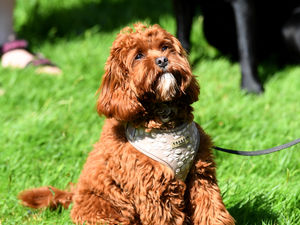 Supporting image for story: Walkies! Here's 12 of the very best spots to walk your four legged friend in the region