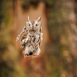 Mike Warrender - Eastern Screech Owl