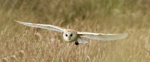 Geoff Hall captured this impressive picture of a barn owl in flight