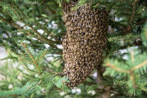 Swarm of bees