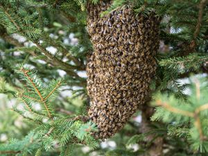 ing image for story: BPCA backs Swarm Savers campaign to protect native bees in the West Midlands