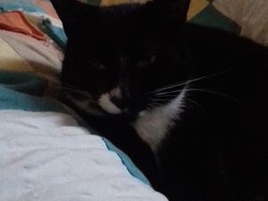 Supporting image for story: Bilston cat dies from anti-freeze poisoning