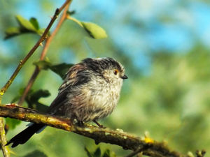 Supporting image for story: Towns which are havens for wildlife