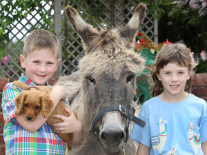 Supporting image for story: Llanfyllin Show is on course to be a record-breaker