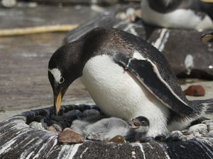 Supporting image for story: Zoo welcomes first penguin chicks of breeding season