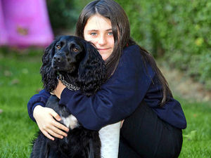 Supporting image for story: New pal could be a lifesaver for Shrewsbury schoolgirl - Ralph training as medical alert dog
