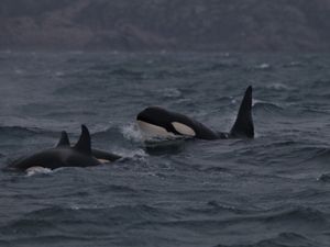 Supporting image for story: Orcas make seaweed tools to scratch each other’s backs, study suggests