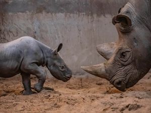 Supporting image for story: Birth of rare baby female rhino celebrated at Chester Zoo