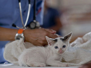 Supporting image for story: Whitchurch store to be turned into a vets - creating 16 jobs