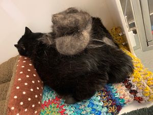 Supporting image for story: RSPCA finds cat so fat he cannot groom himself