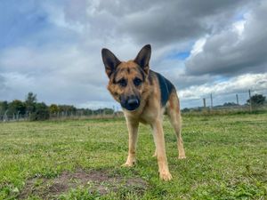 Supporting image for story: Emotional video plea to find Shropshire German Shepherd 'Sabre' a forever family 