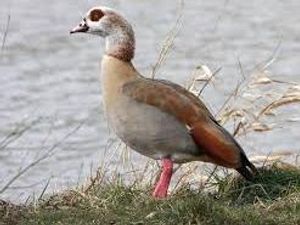 Supporting image for story: State of Shropshire's birds revealed in new book