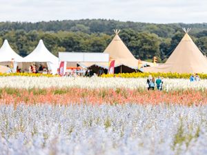Supporting image for story: Shropshire Petal Fields – here is where and when you can visit, and when you can take your dog